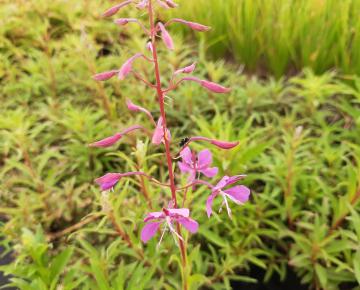 Epilobium angustifolium (Chamaerion angustifolium)