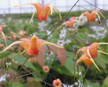 Epimedium  'Amber Queen'