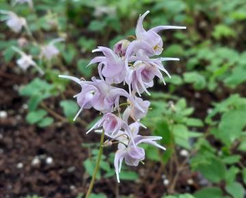 Epimedium grandiflorum 'Akebono'