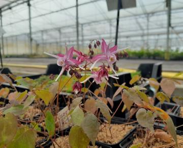 Epimedium grandiflorum 'Purple Pixie'