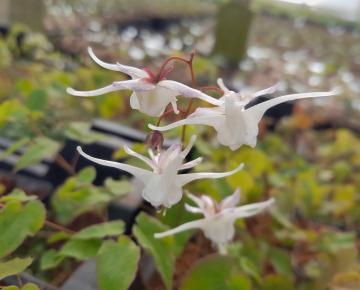 Epimedium grandiflorum