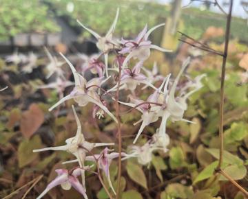 Epimedium grandiflorum 'White Queen'