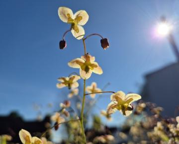 Epimedium pinnatum 'Black Sea'
