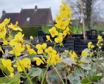 Epimedium pinnatum 'Elegans'