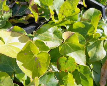 Epimedium perralchicum 'Frohnleiten'