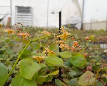 Epimedium pubigerum