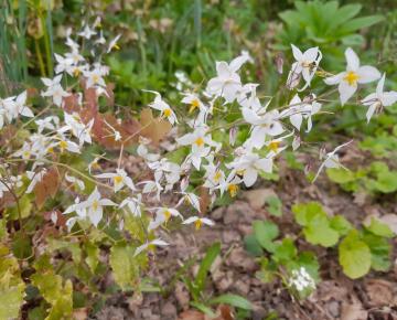 Epimedium stellulatum 'Wudang Star' ®