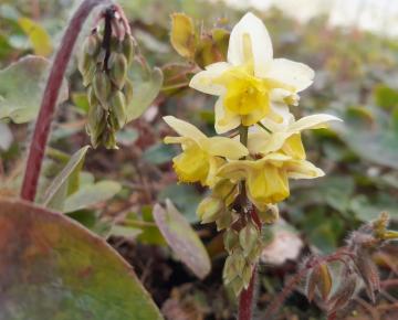 Epimedium versicolor (x) 'Sulphureum'