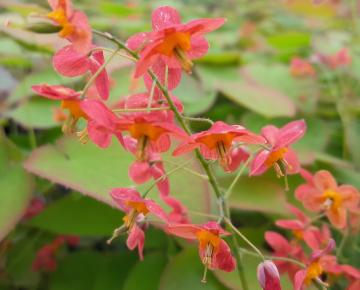 Epimedium warleyense (x)