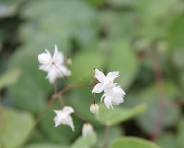 Epimedium youngianum (x) 'Niveum'