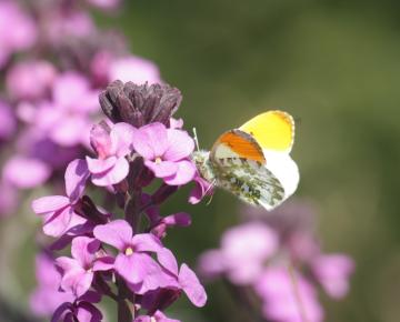 Erysimum  'Bowles Mauve'
