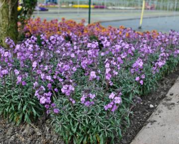 Erysimum 'Bowles Me Away'