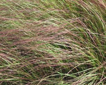 Eragrostis curvula 'Totnes Burgundy'