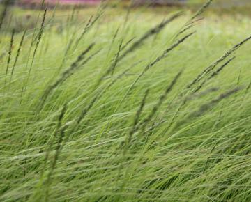 Eragrostis curvula