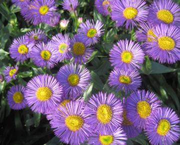 Erigeron  'Dunkelste Aller'