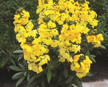Erysimum  'Fragrant Sunshine'