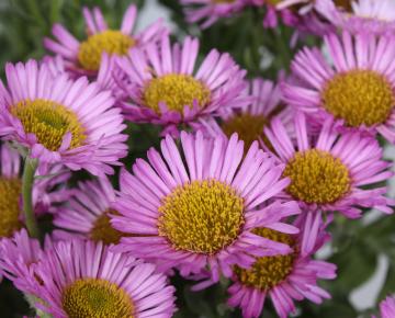 Erigeron glaucus 'Sea Breeze'