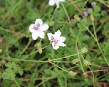 Erodium guttatum