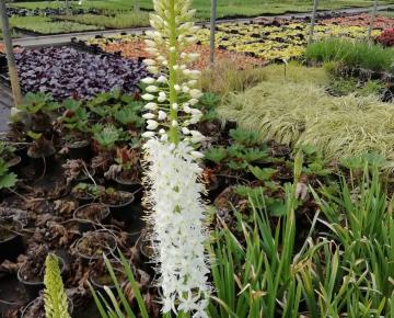 Eremurus himalaicus 3l.