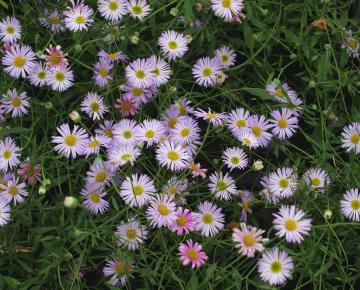 Erigeron karvinskianus 'Lavender Lady' ®