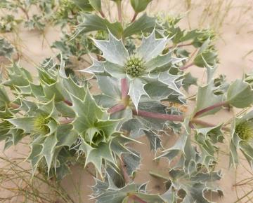 Eryngium maritimum