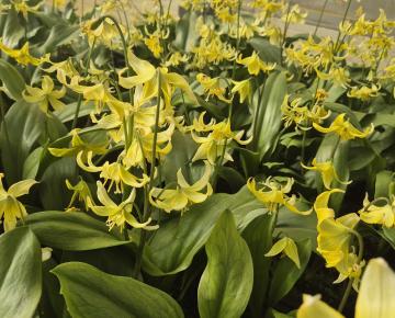 Erythronium 'Pagoda'
