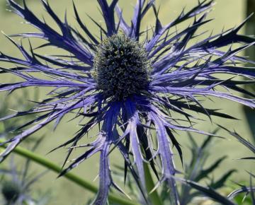 Eryngium bourgatii 'Penn Blue'