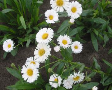 Erigeron  'Professor Korodi'