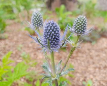 Eryngium planum 'Magical Blue Lagoon'
