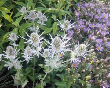 Eryngium planum 'Magical White Lagoon'