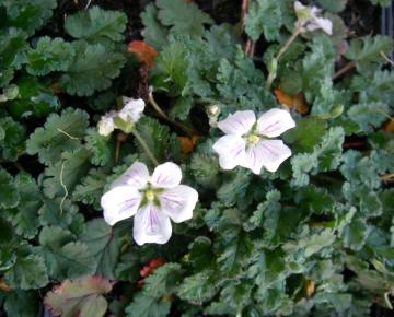 Erodium reichardii 'Album'