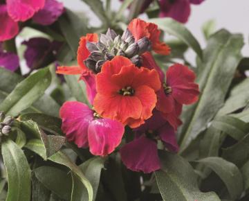 Erysimum  'Red Jep'