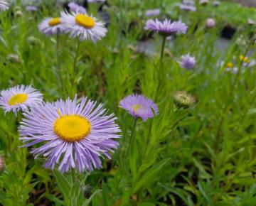 Erigeron speciosus 'Grandiflorus'