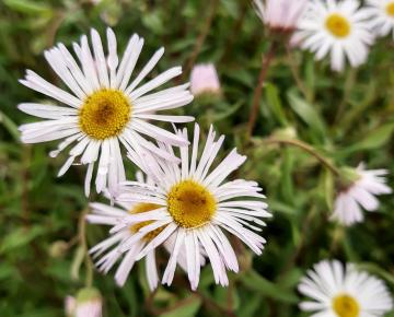 Erigeron  'Sommerneuschnee'