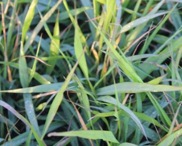 Eragrostis spectabilis