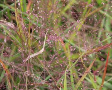 Eragrostis spectabilis 'Purpurflirren'