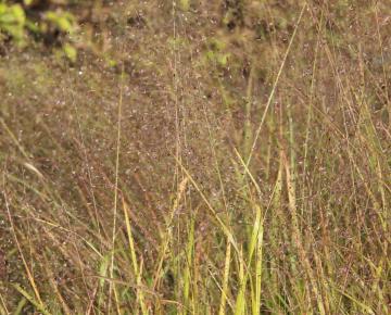 Eragrostis trichodes