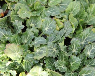 Eryngium variifolium