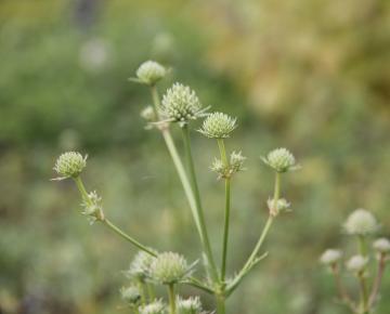 Eryngium yuccifolium