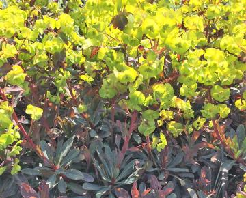 Euphorbia amygdaloides 'Purpurea'