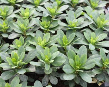 Euphorbia amygdaloides var.robbiae