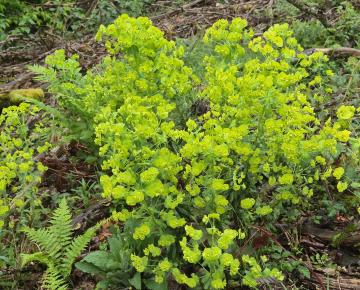 Euphorbia amygdaloides var.robbiae