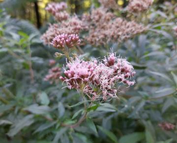 Eupatorium cannabinum