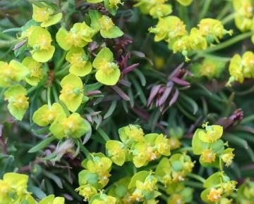 Euphorbia cyparissias 'Clarice Howard'