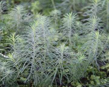 Euphorbia cyparissias 'Fen's Ruby'