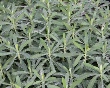 Euphorbia characias 'Humpty Dumpty'