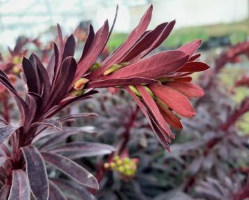 Euphorbia characias 'Miners Merlot'