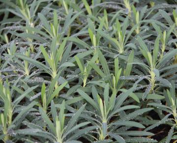 Euphorbia characias 'Purple and Gold'