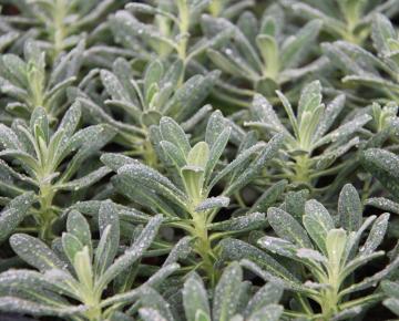 Euphorbia characias 'Portuguese Velvet'