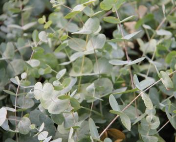 Eucalyptus cinerea 'Silver Dollar'